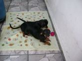 Pérola e Piucha no cobertor de soft