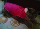 Capas de chuva para gatos.