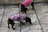 Pérola e Piucha com soft.