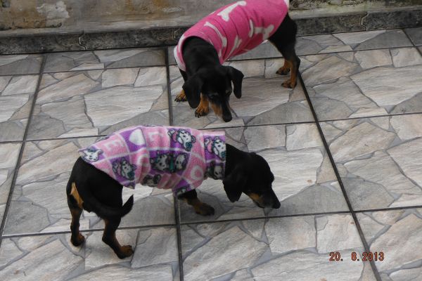 Pérola e Piucha com soft.