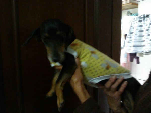 Piucha veste agasalho de soft.