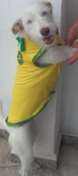 Roupa do Brasil